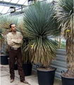 Yucca rostrata